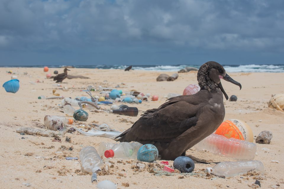 A bird surrounded by ocean plastic on the Northwestern Hawaiian Islands. Photo credits: Matthew Chauvin