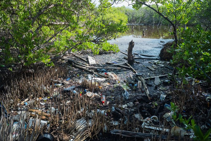 Plastic pollution can get trapped in mangrove ecosystems, creating barriers that prevent seawater from moving in and out of the forest, which increases salinity and results in ecosystem degradation