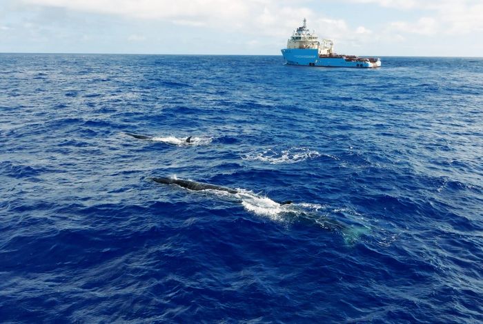 Whales in the ocean spotted near System 03